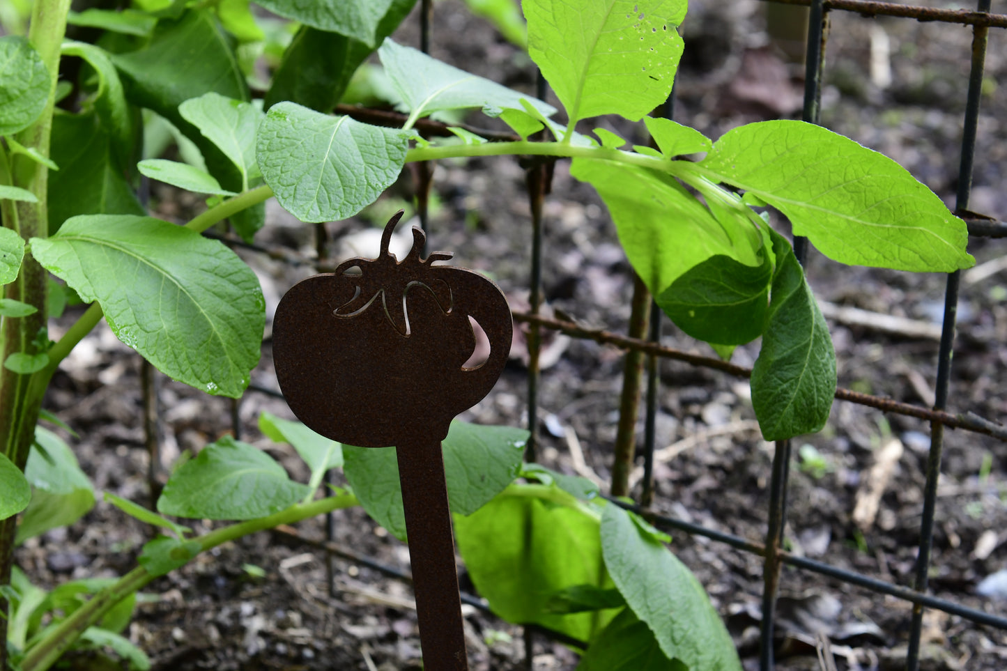 Tomato, Garden Spike