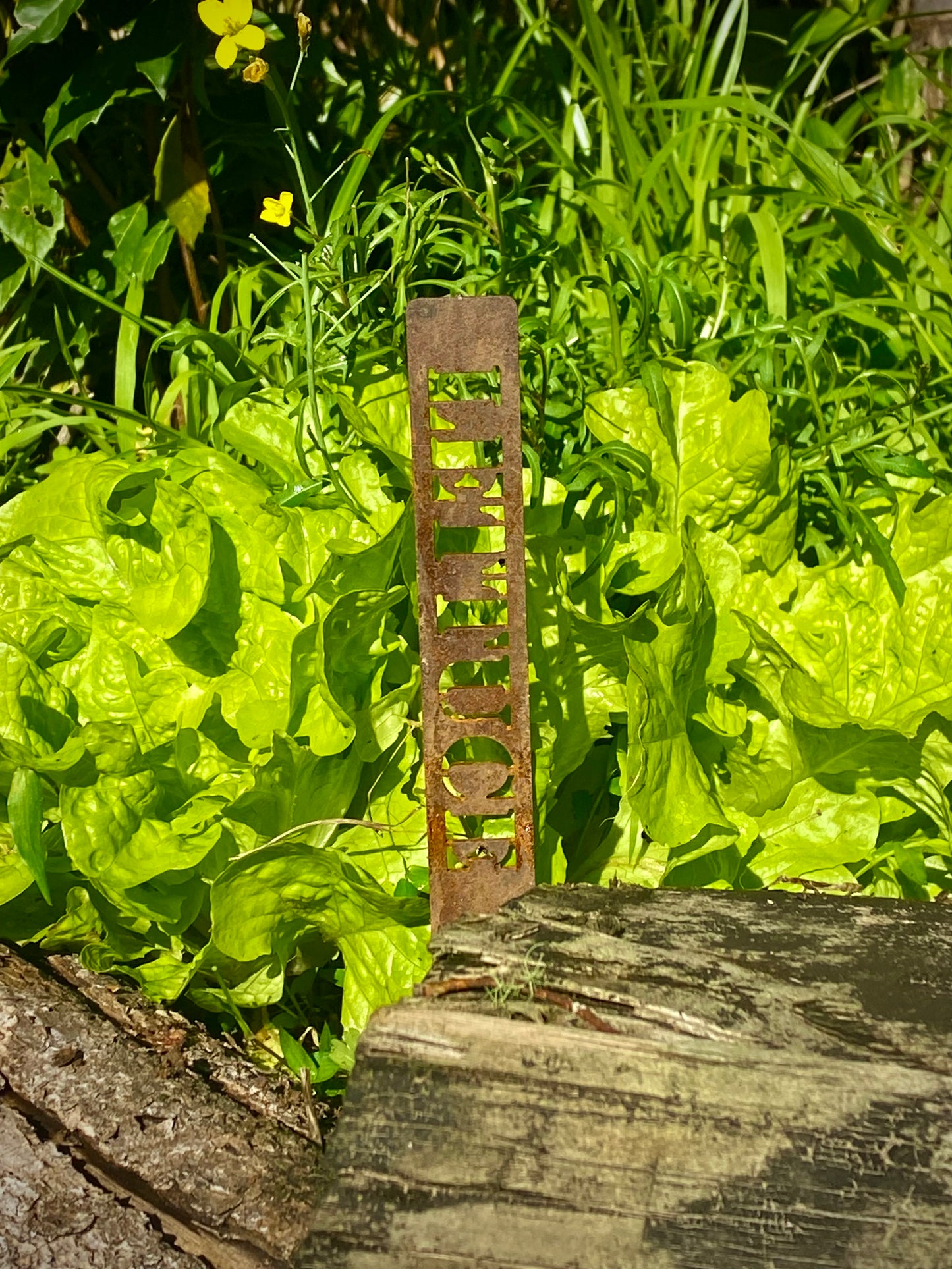 Lettuce, Garden Marker
