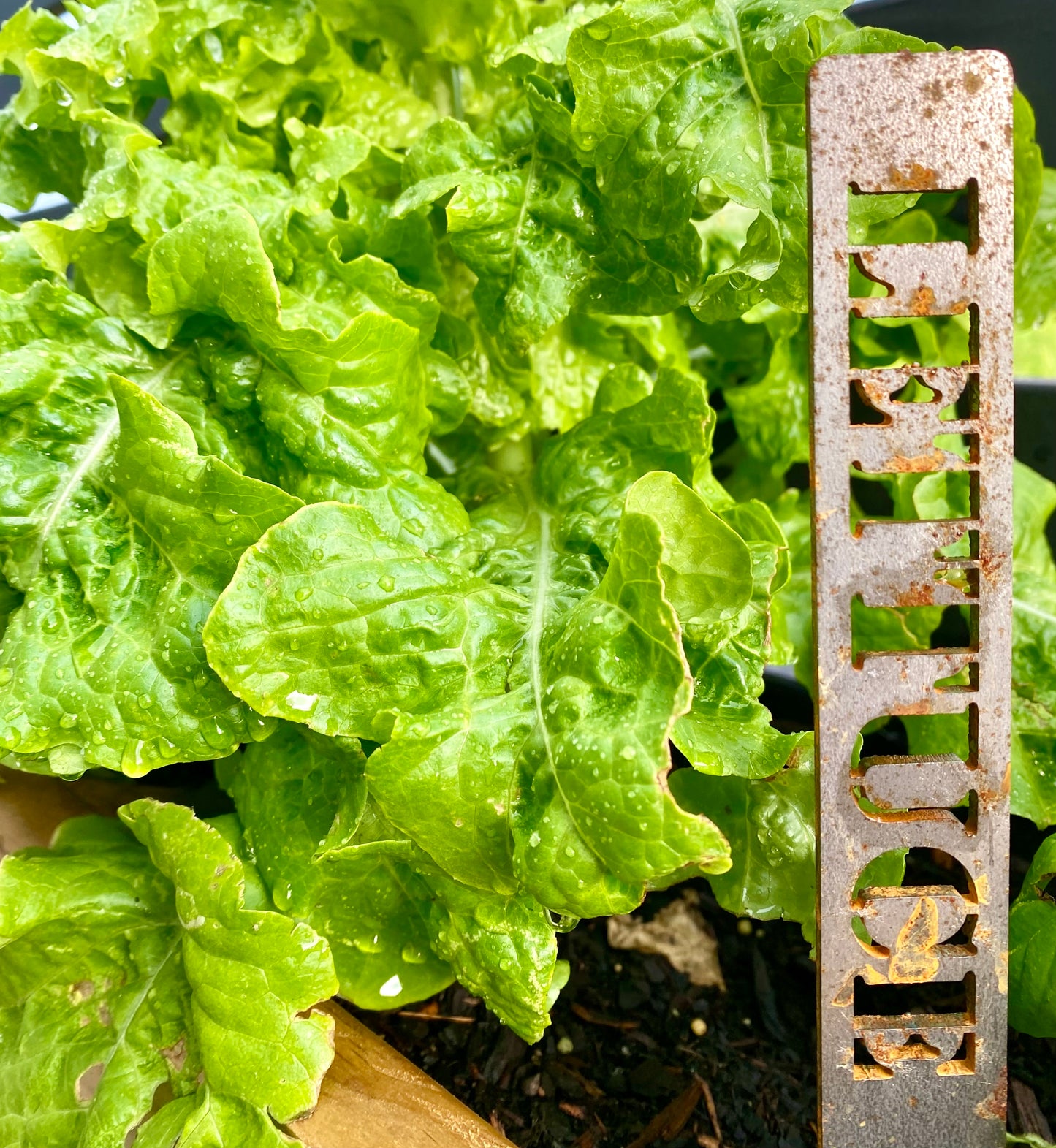 Lettuce, Garden Marker