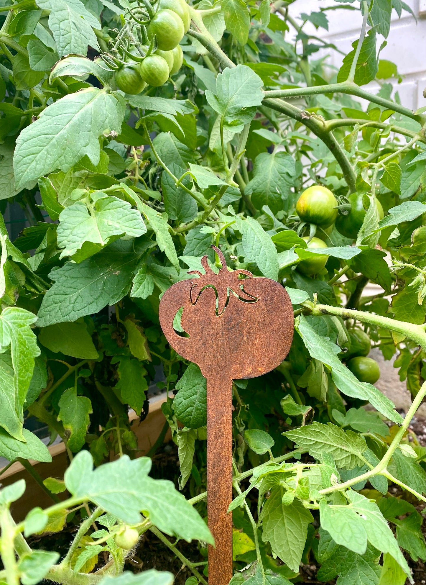 Tomato, Garden Spike