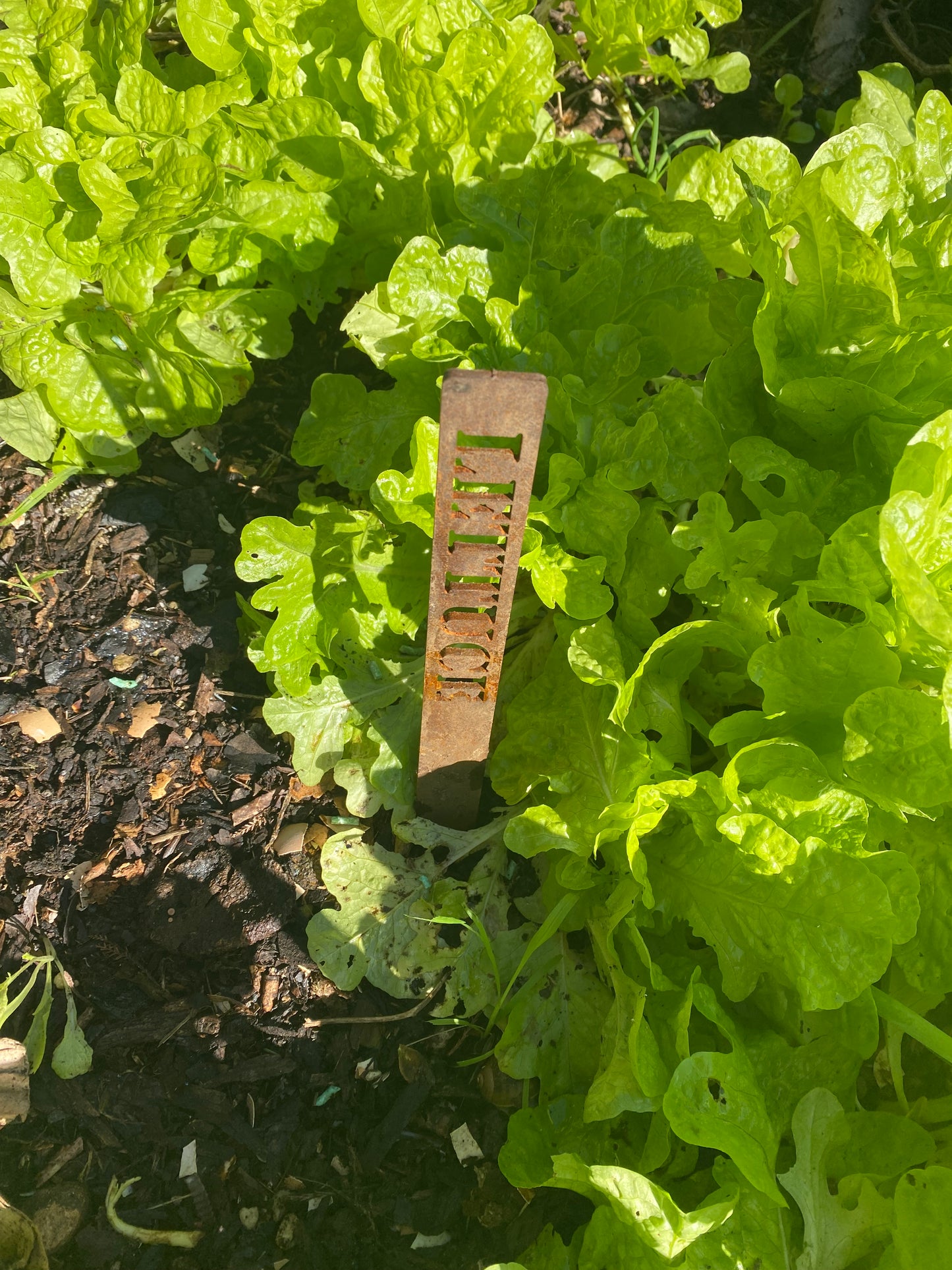 Lettuce, Garden Marker