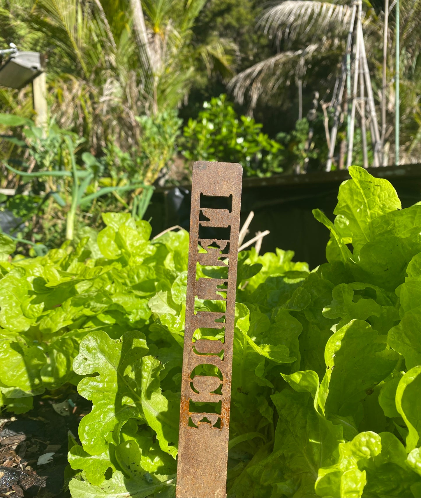 Lettuce, Garden Marker